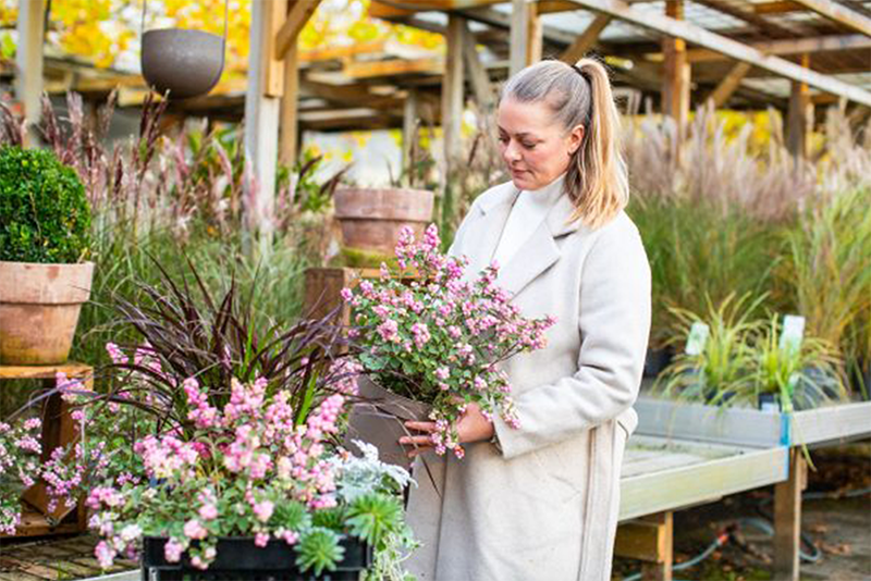 Vellingeblomman – bild 2