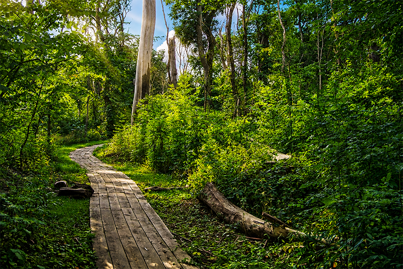 Dalby Söderskog Nationalpark