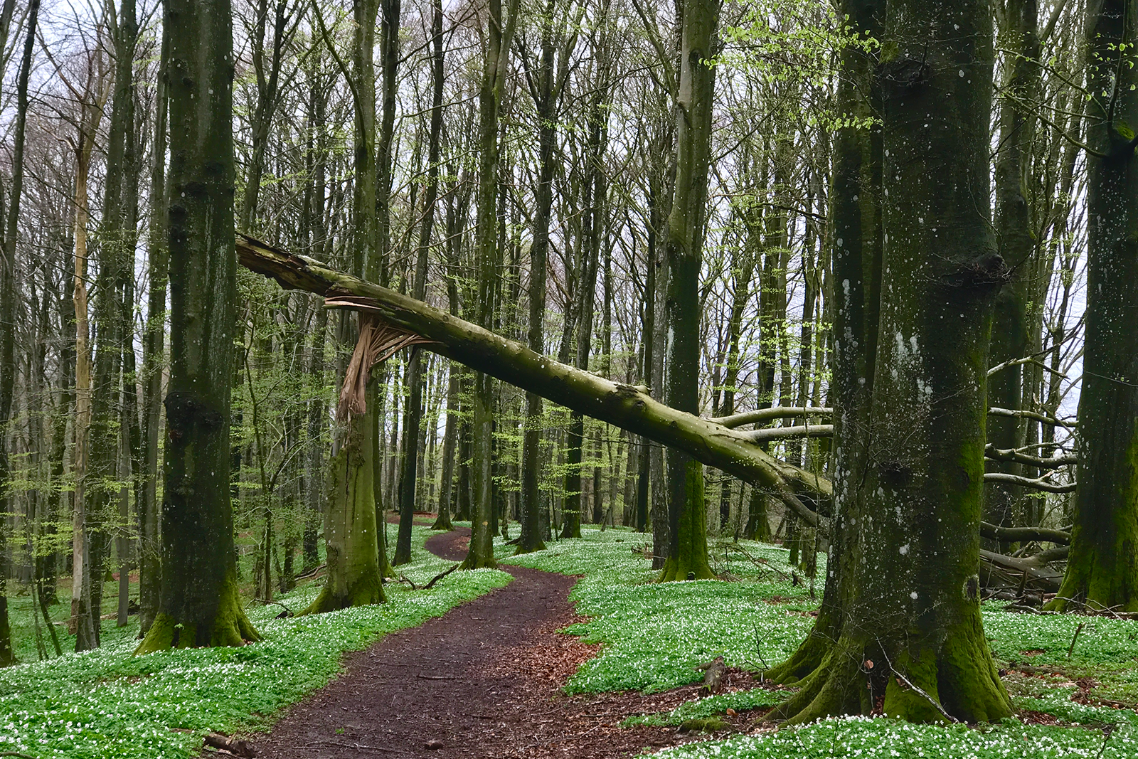 Rövarekulan